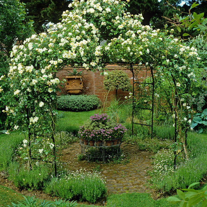 Climbing Plants