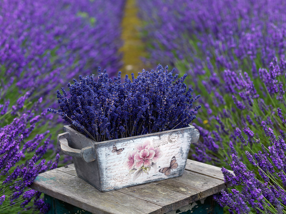 Hitchin Lavender – Nicola Stocken