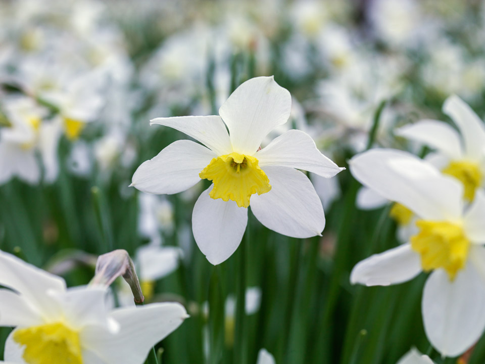 daffodil plant profile
