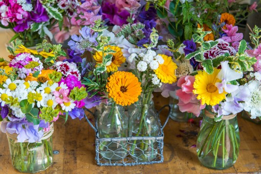 cut zinnias how to Flowers Cut Summer