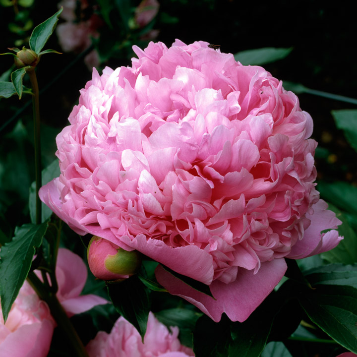 Peony Plant Profile