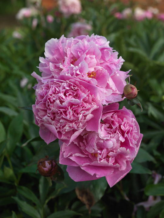 Peony Plant Profile