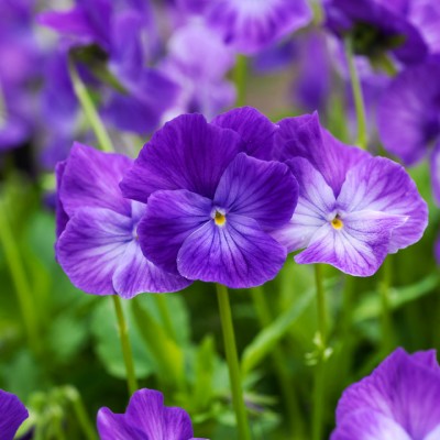 Plant Profile – Perennial Violas