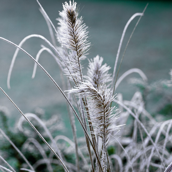 Seedheads for Winter Interest