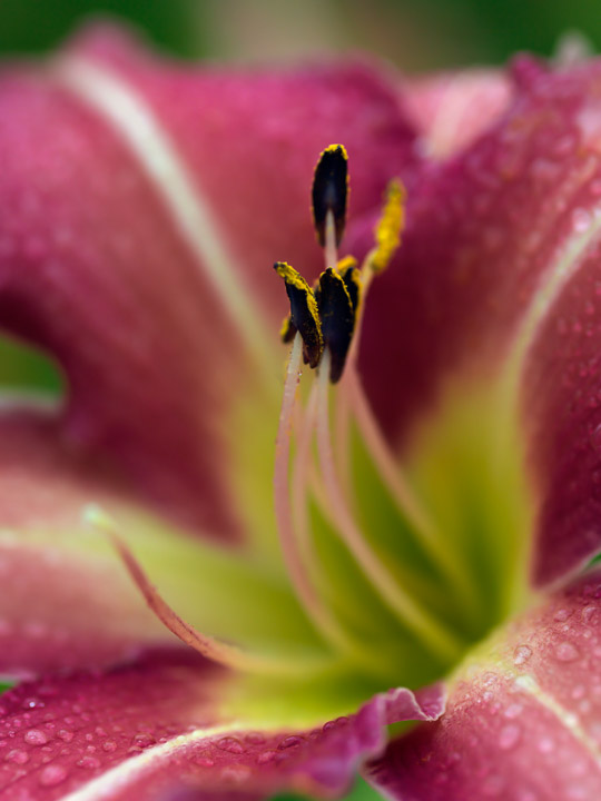 Daylily Plant Profile in July