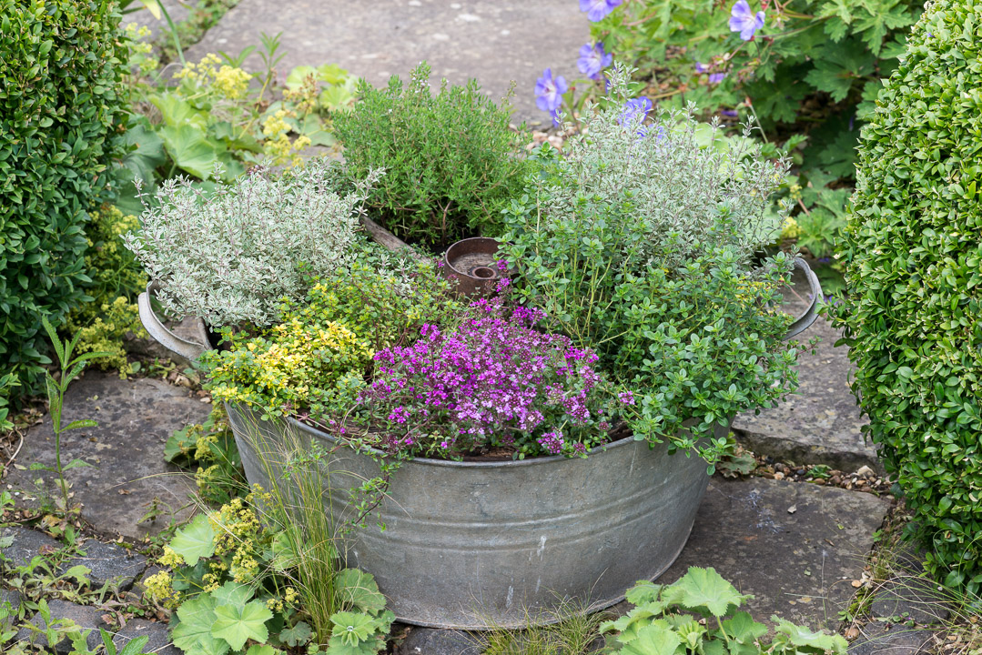 Planting a Thyme Wheel Step by Step – Nicola Stocken