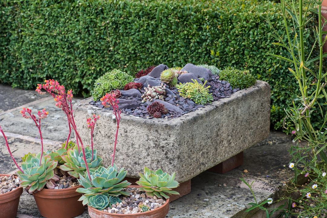 Succulents in Containers – Nicola Stocken